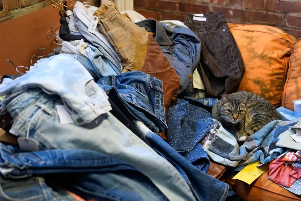 A cat relaxes in the showroom of BPD Washhouse, a...