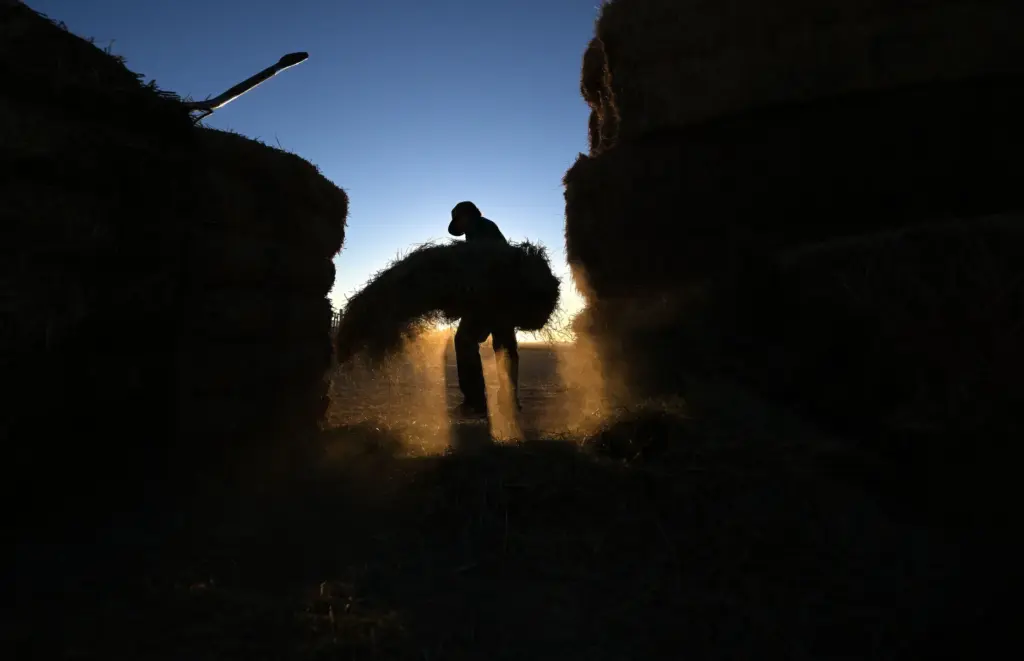 âRancherâ David Howard, 30, of Hesperia, feeds cattle at dawn...