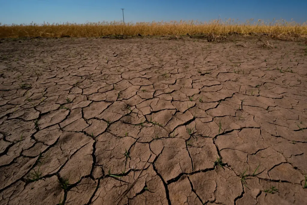 Drought-stressed wheat plants stand adjacent to parched ground in a...