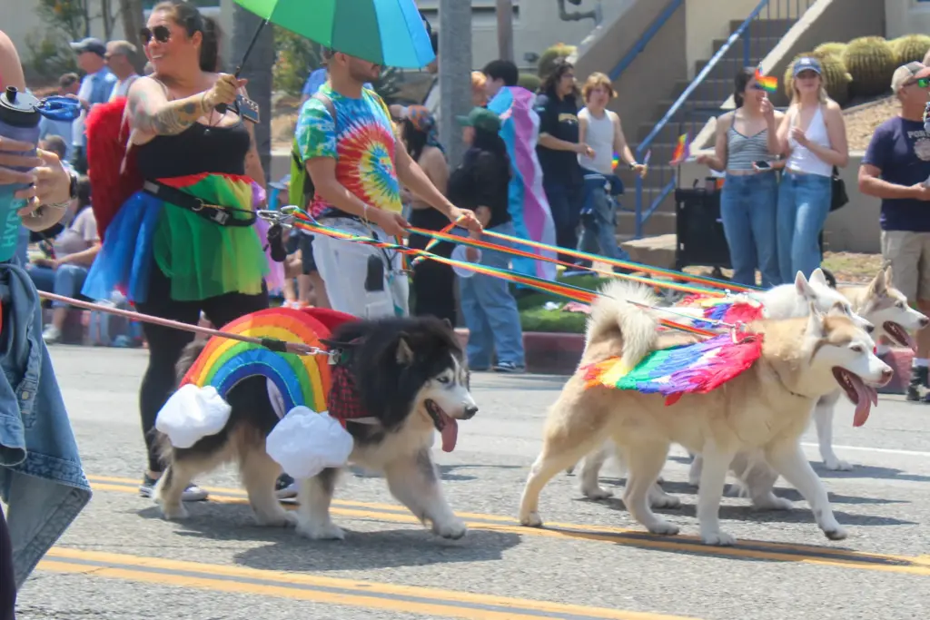 Huskies with rainbow outfits participated in the 43rd annual Long...