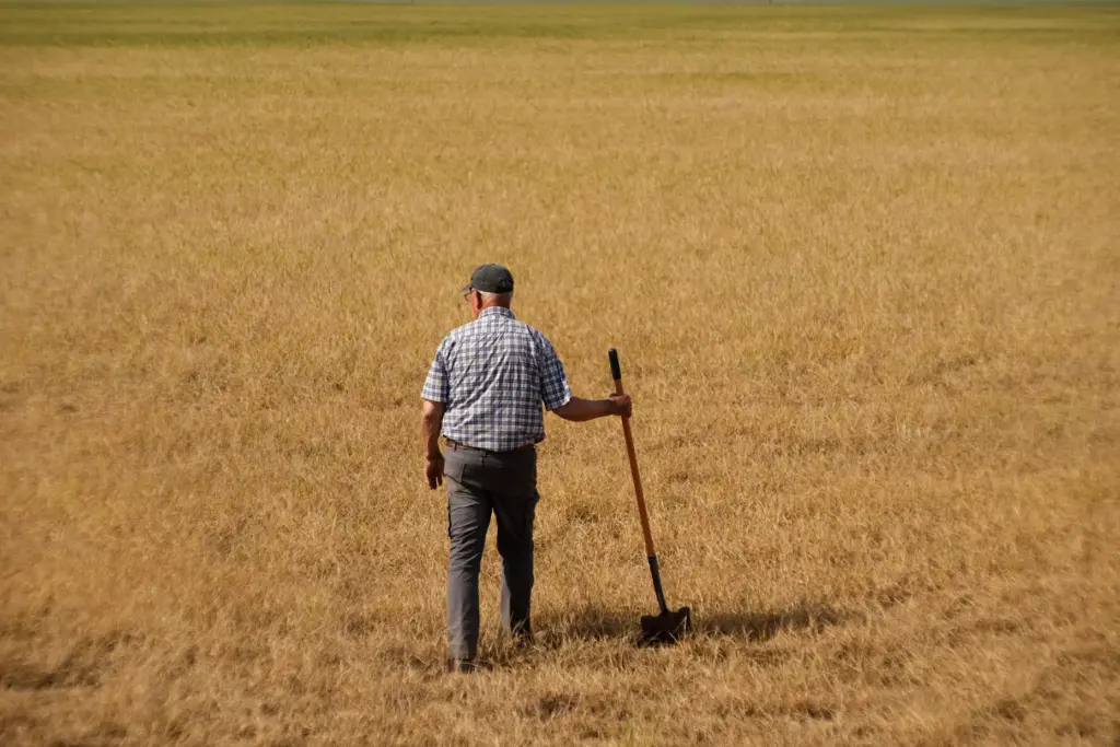 Farmer Vance Ehmke checks a wheat field decimated by wheat...