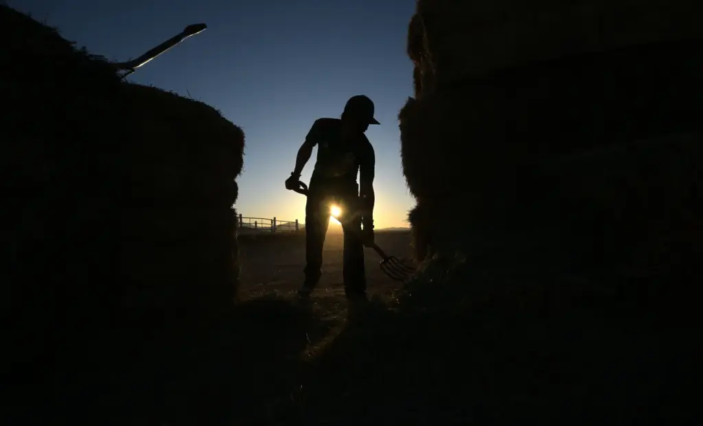 âRancherâ David Howard, 30, of Hesperia, feeds cattle at dawn...