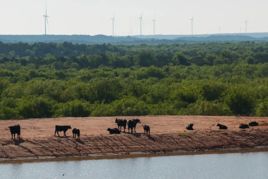 FILE – Cattle rest near the edge of a pond...