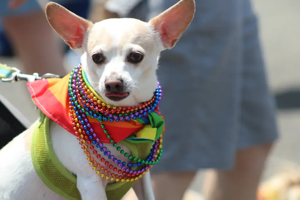 A dog with rainbow necklaces at the 43rd annual Long...