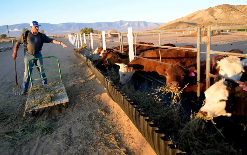 âRancherâ John Fisk, 44, of Rancho Cucamonga, feeds cattle on...