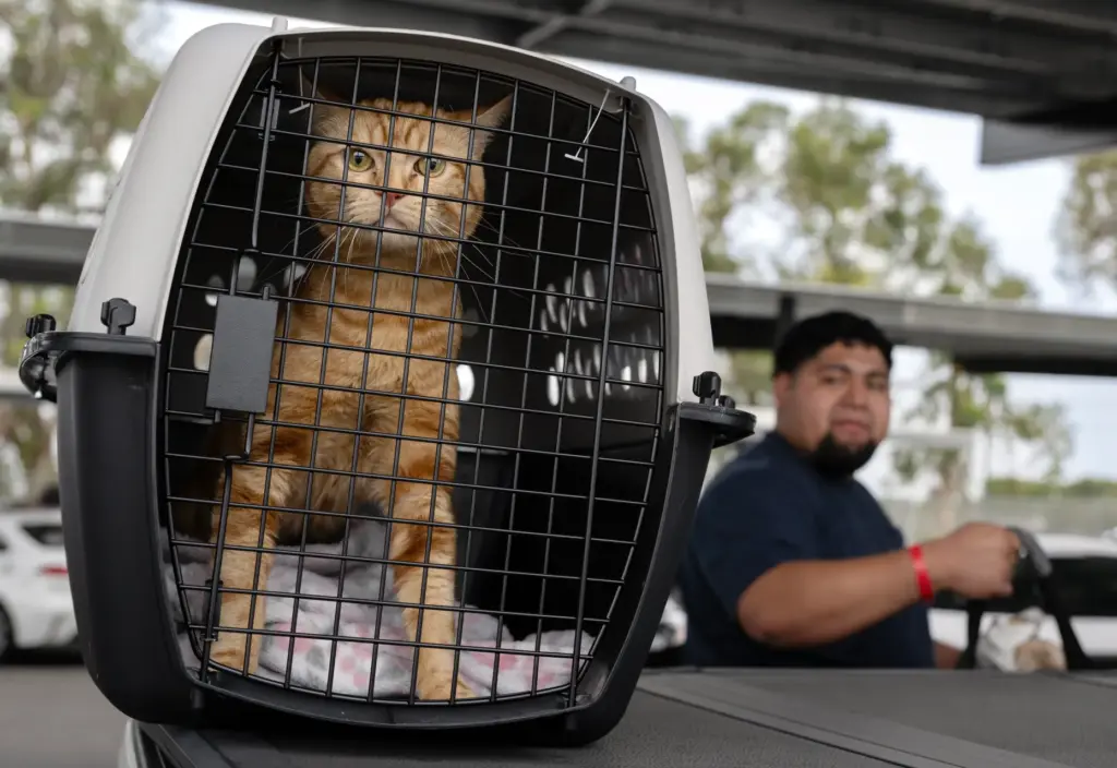 Gallo, an emotional support cat for a Marine veteran who...
