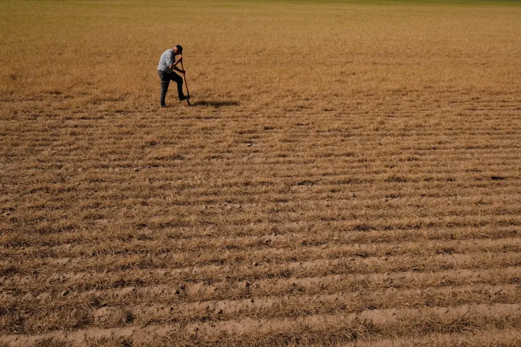Farmer Vance Ehmke checks soil moisture in a wheat field...