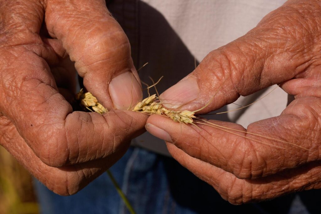 Farmer Orville Williams looks at drought-stressed wheat in one of...