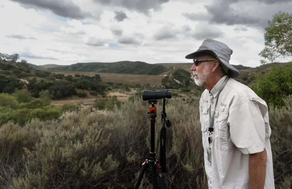 Irvine Ranch Conservancy volunteer Ross Gough monitors a Red-tailed hawk...