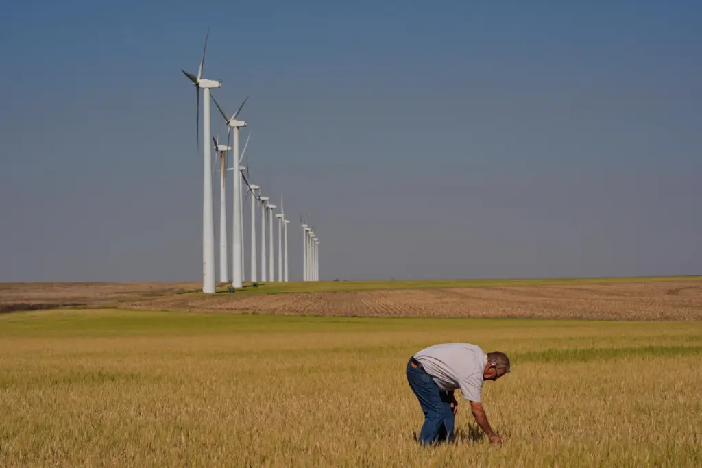 Farmer Orville Williams looks at drought-stressed wheat in one of...
