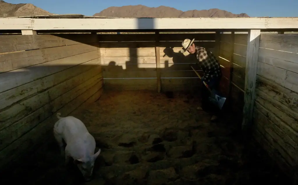 âRancherâ Tyler Douglas, 25, of Riverside, cleans a pig stall...