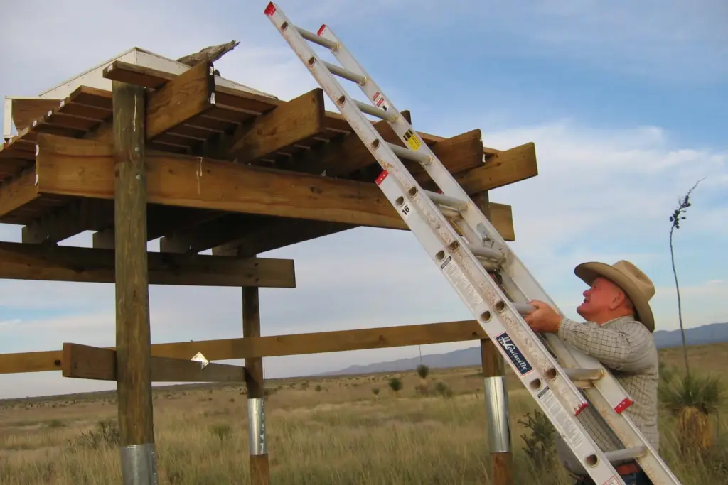 Ranch Manager Tom Waddell prepares to feed a group of endangered northern Aplomado falcon.