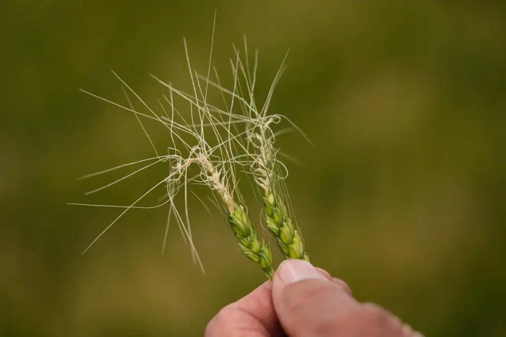 Farmer Vance Ehmke looks at wheat damaged by a late...