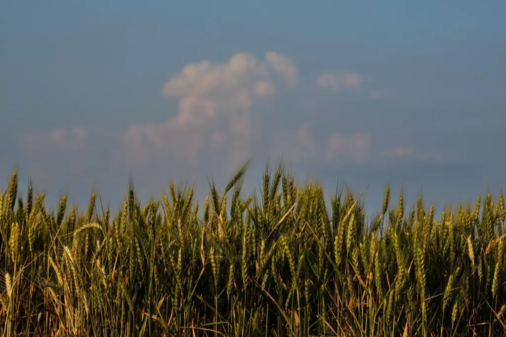 Storm clouds build in the distance beyond a drought-stressed wheat...