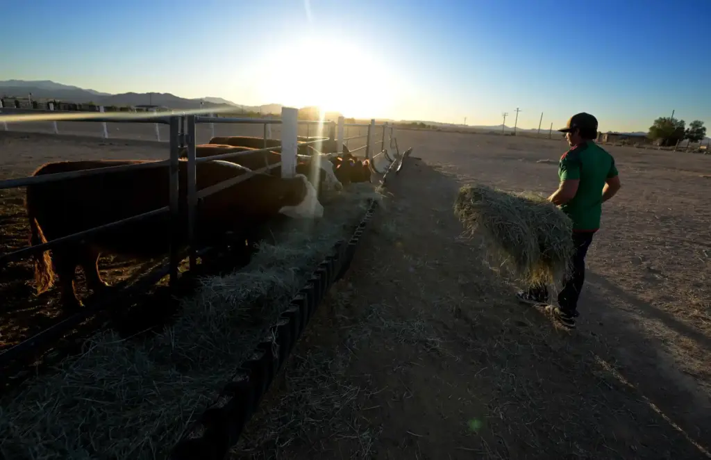 âRancherâ David Howard, 30, of Hesperia, feeds cattle at dawn...
