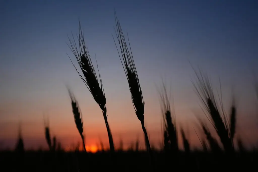 Drought-stressed wheat is silhouetted against the setting sun Friday, May...