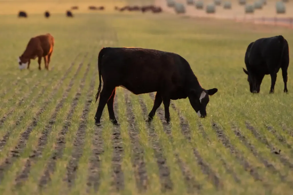 Cattle graze in a field of abandoned wheat Friday, May...