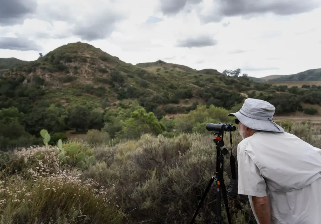Irvine Ranch Conservancy volunteer Ross Gough monitors a Red-tailed hawk...