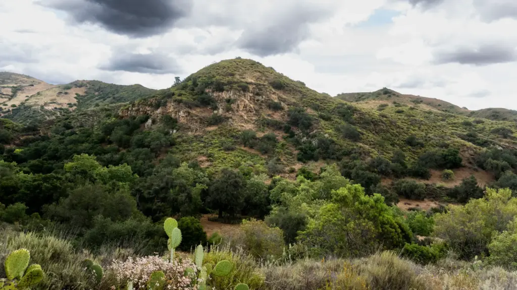 Irvine Ranch Conservancy volunteers are monitoring a Red-tailed hawk nest...