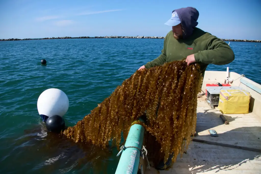 Oliver Dixon harvests kelp lines in Point Judith, R.I., Friday,...