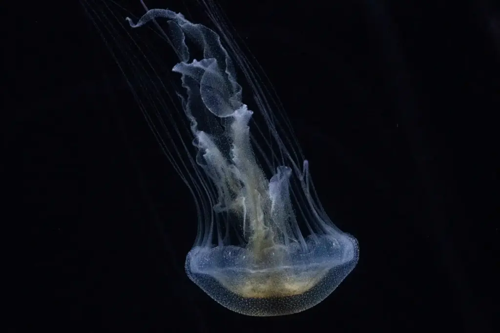 An unclassified jelly on display inside the Jelly Dreamscapes exhibit...