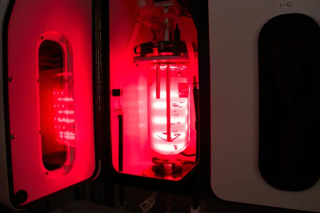 A seaweed bioreactor circulates kelp gametophytes, little seaweed cells, under...