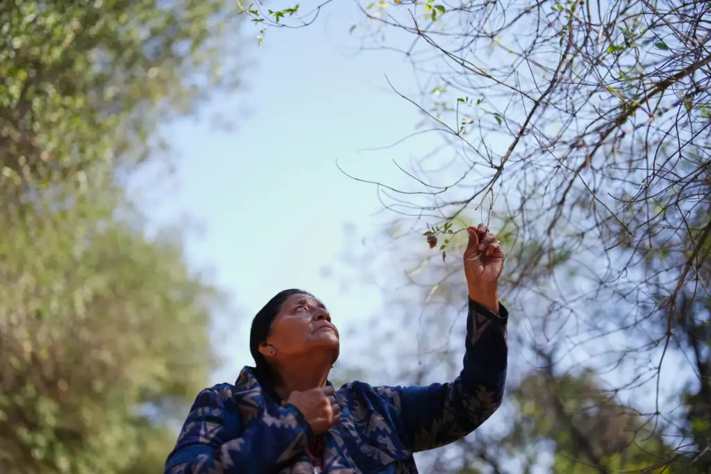 Norma Meza Calles, a Kumeyaay Nation leader, touches a branch...