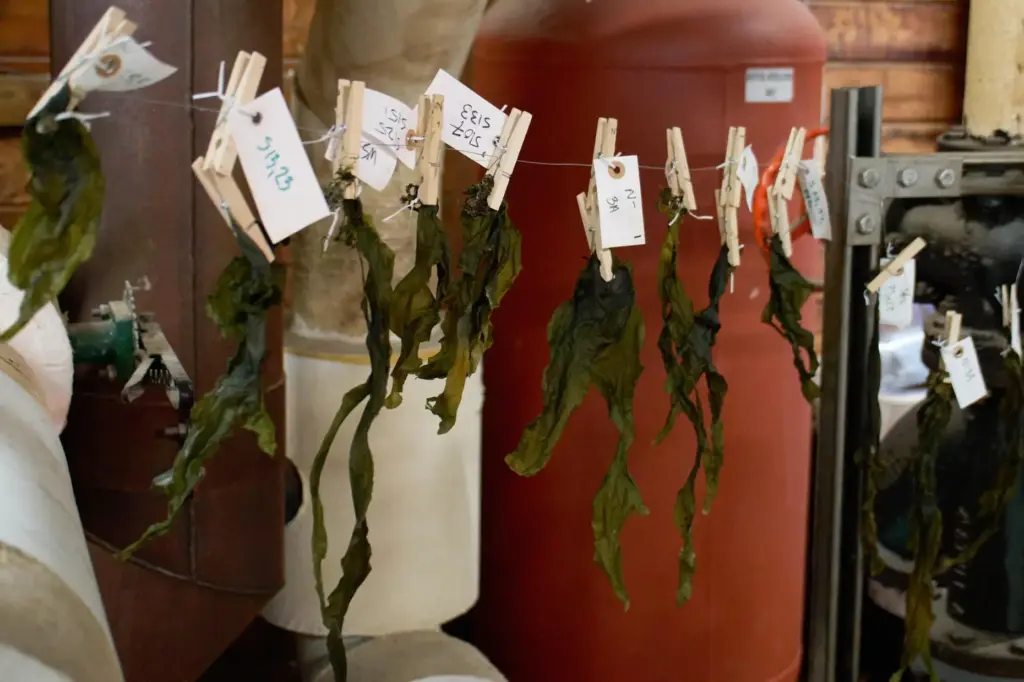 Kelp strands dry on a line in Scott Lindell’s lab...