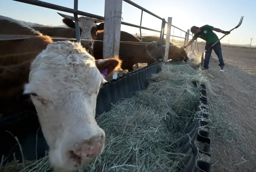 âRancherâ David Howard, 30, of Hesperia, feeds cattle at River’s...