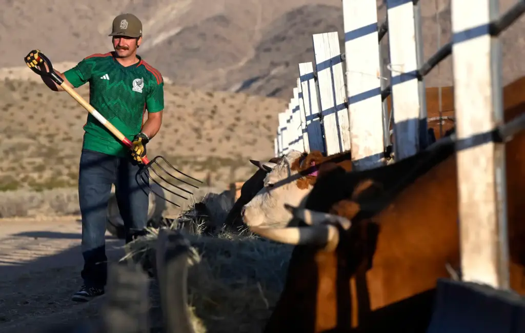 âRancherâ David Howard, 30, of Hesperia, feeds cattle at dawn...