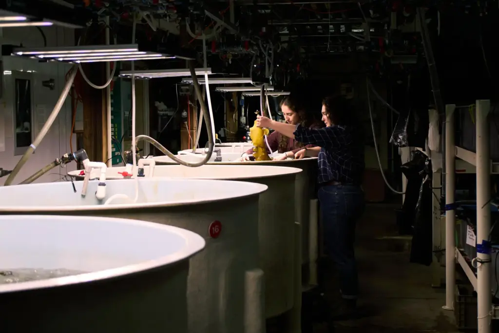 Hadley Kerr, left, and Morgan Anthony examine pieces of kelp...