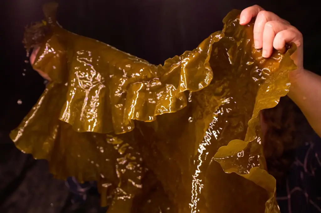A researcher holds a piece of tank-grown kelp Friday, March...
