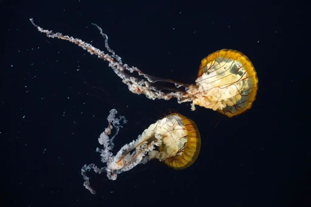 Pacific sea nettle on display inside the Jelly Dreamscapes exhibit...