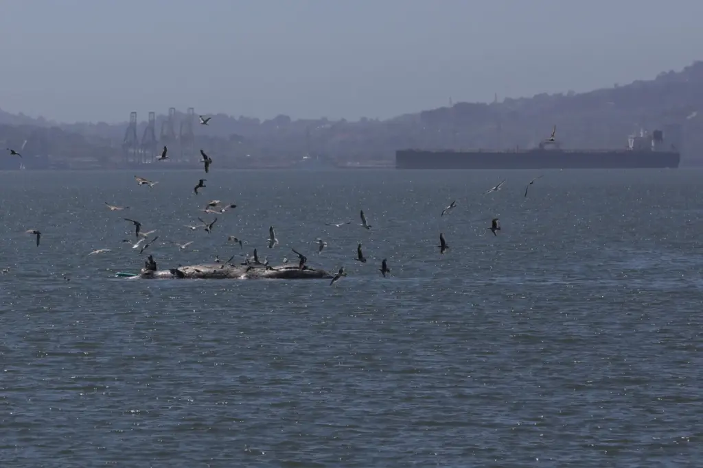 FILE – Birds fly around a dead whale near Crown...