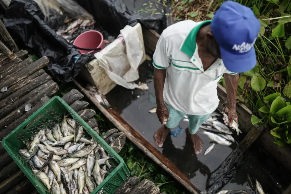 Fish are unloaded while surrounded by an invasive plant called...