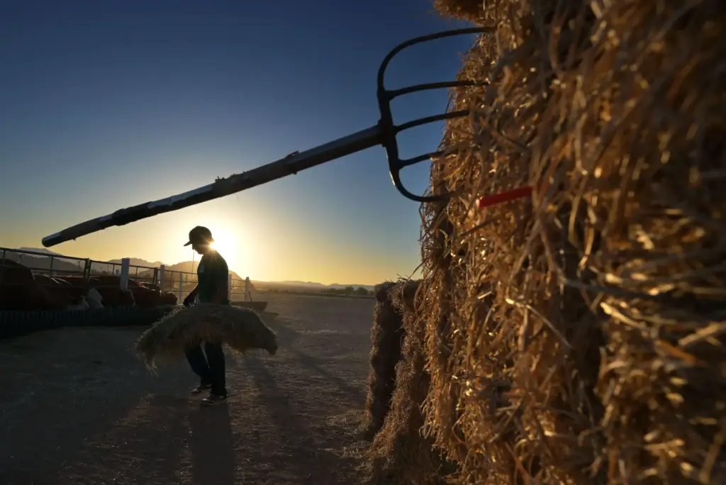 âRancherâ David Howard, 30, of Hesperia, feeds cattle at dawn...