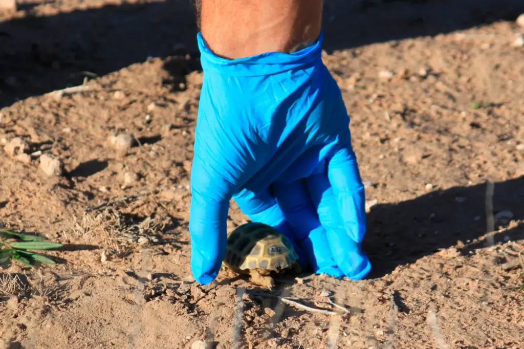 Mike Phillips releases a young Bolson tortoise at Ted Turner's Armendaris Ranch.
