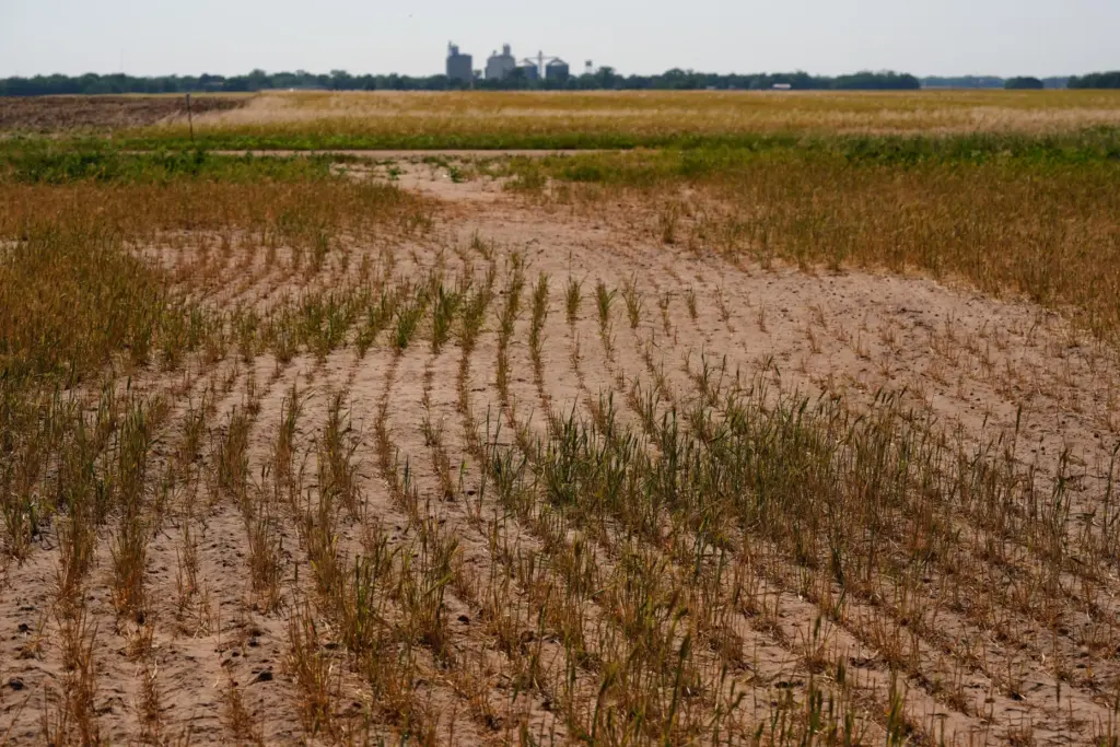 Wheat plants struggle to survive in a drought-stressed field near...