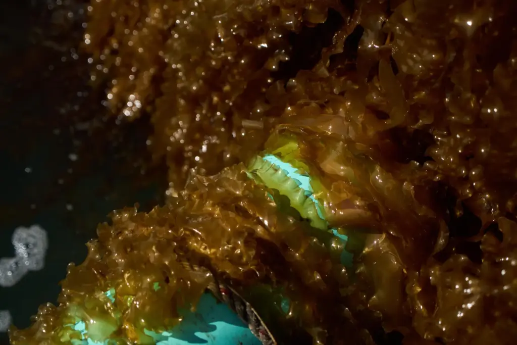 Harvested kelp sits in Point Judith, R.I., Friday, March 20,...