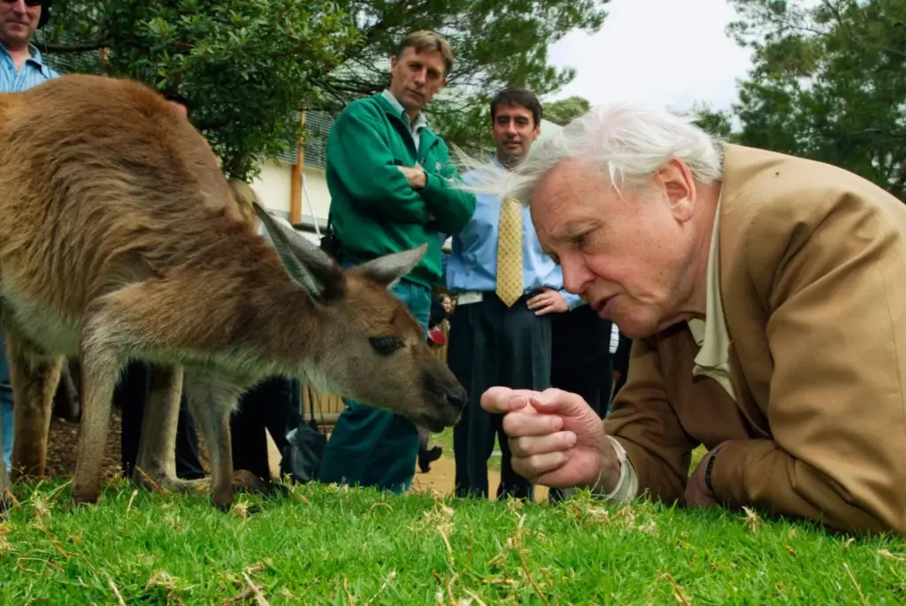 FILE – David Attenborough, watched by zoo staff, reaches out...