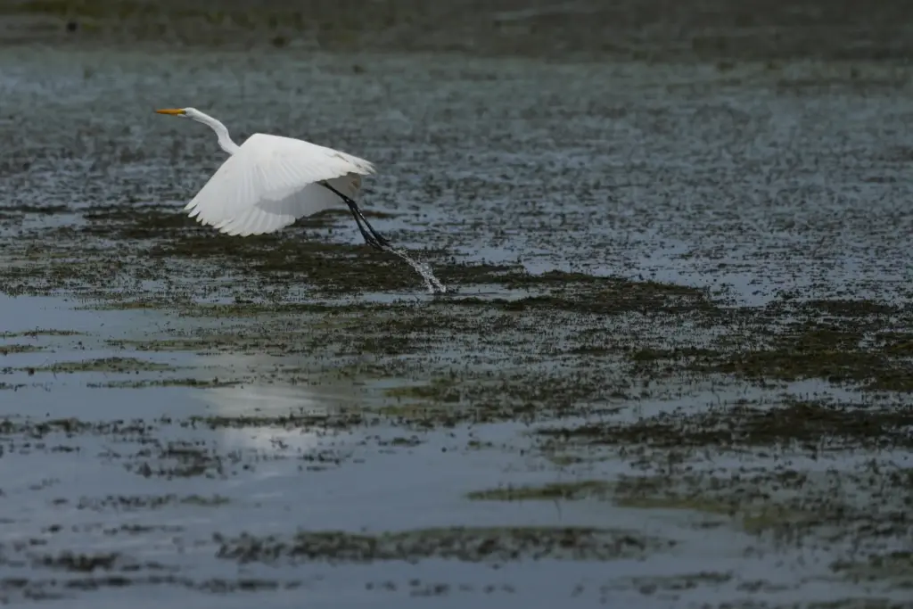 A heron tries to fly from an invasive plant called...