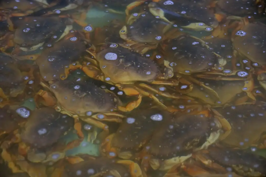 FILE – Fresh Dungeness crabs fill a tank at the...