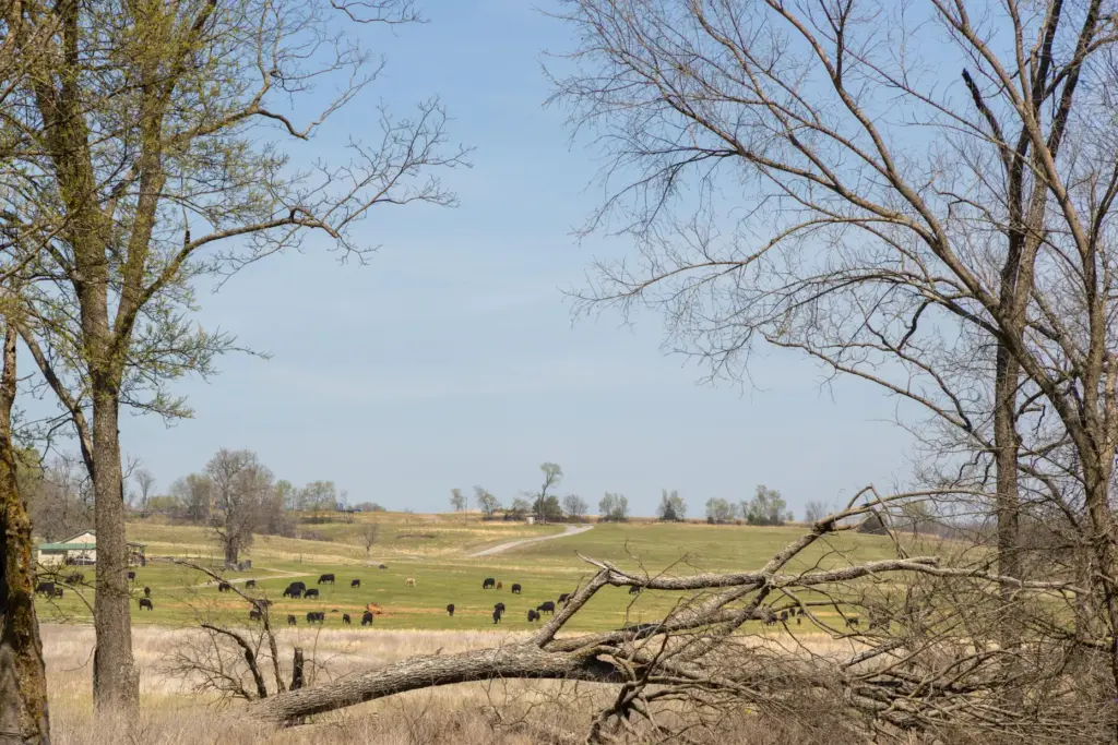 Rolling hills and grazing cattle