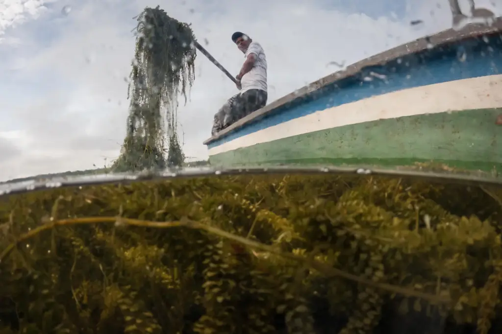 A fisherman tries to remove some of an invasive plant...