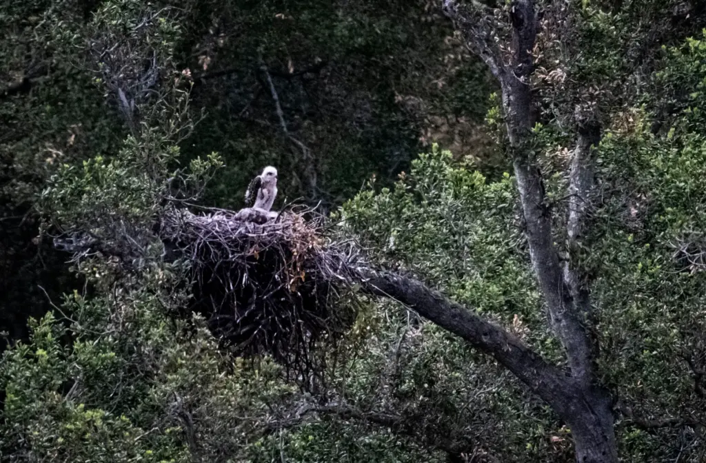 Irvine Ranch Conservancy volunteers are monitoring a Red-tailed hawk nest...