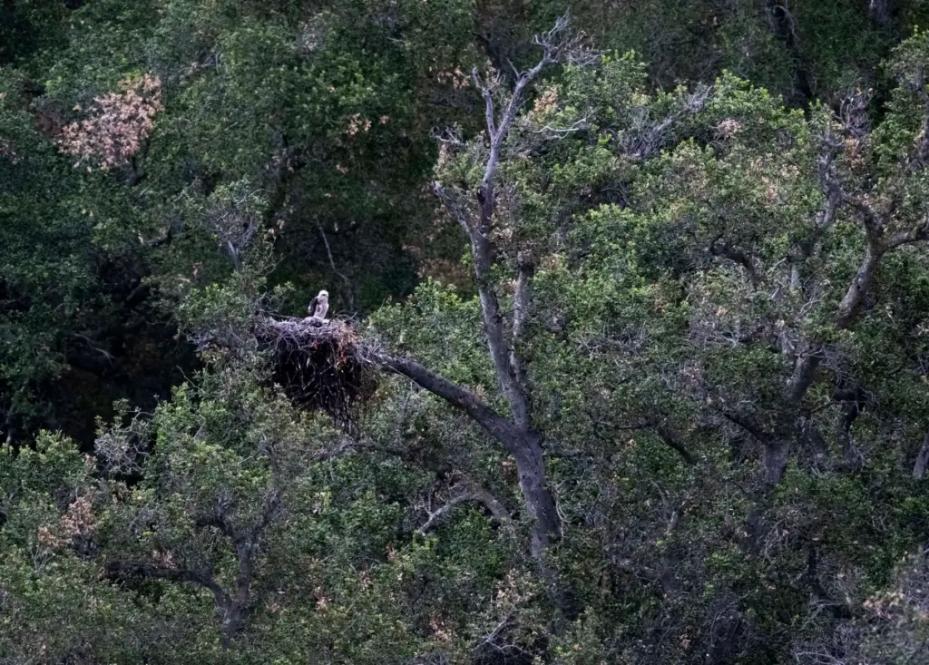 Irvine Ranch Conservancy volunteers are monitoring a Red-tailed hawk nest...