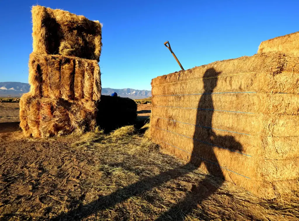 âRancherâ David Howard, 30, of Hesperia, feeds cattle on Friday,...