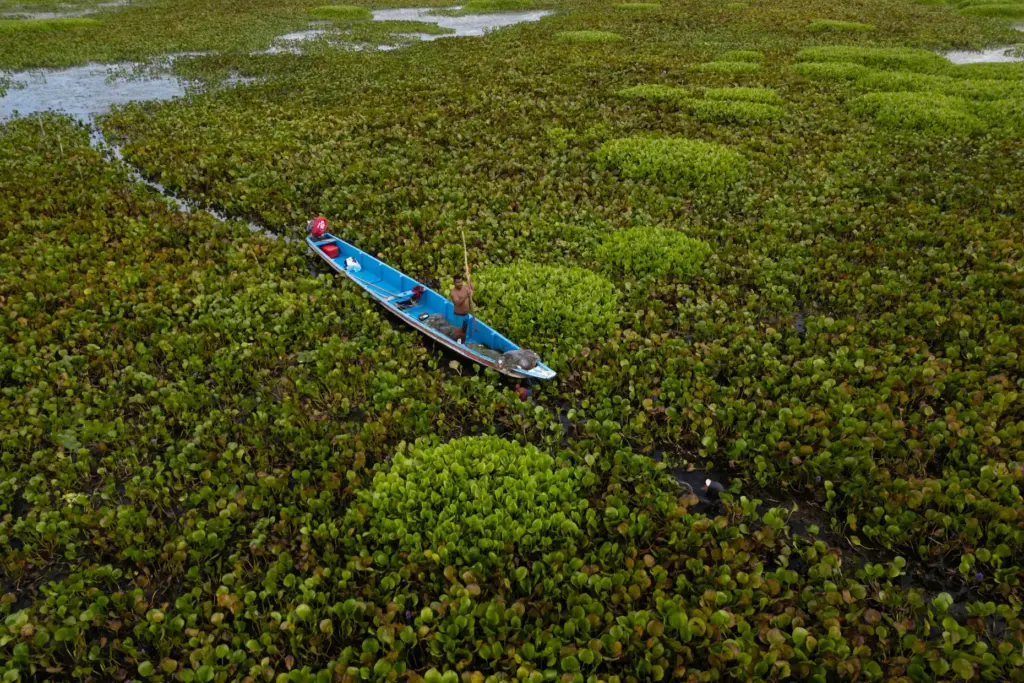 A fishermen tries to navigate while surrounded by an invasive...