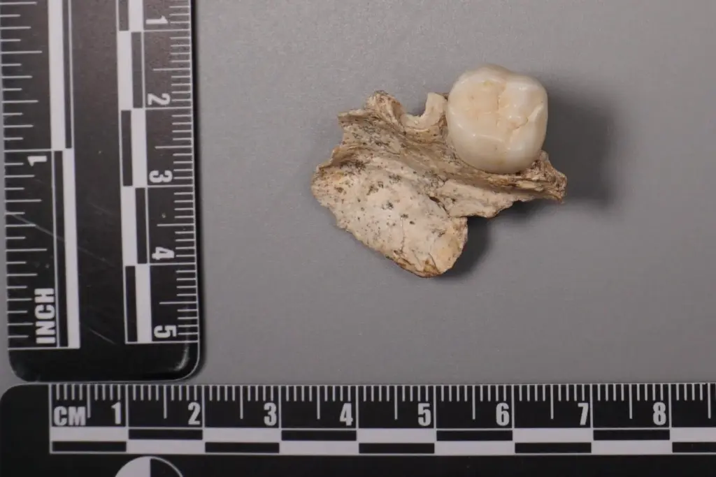 This undated image provided by the Institute of Vertebrate Paleontology...