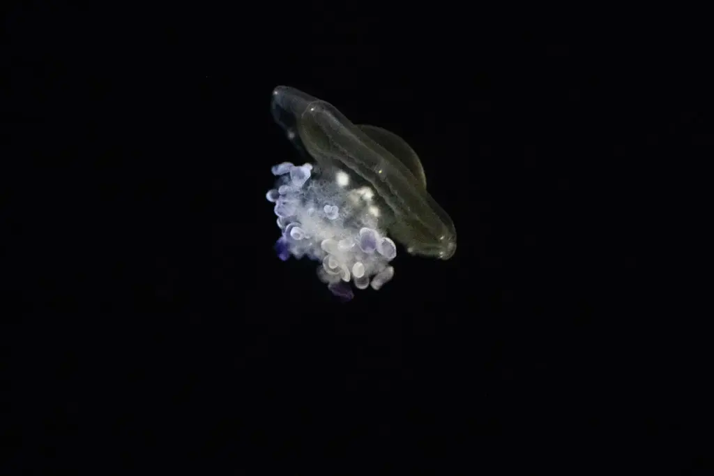Fried egg jelly on display inside the Jelly Dreamscapes exhibit...